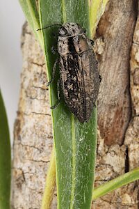 Melobasis abnormis, PL5505F, male, shown on larval host species Pittosporum angustifolium (reared adult), MU, 11.8 × 4.8 mm